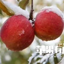 新疆阿克苏冰糖心苹果光果甜苹果非丑苹果新疆