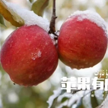新疆阿克苏冰糖心苹果光果包邮甜苹果非丑苹果新疆