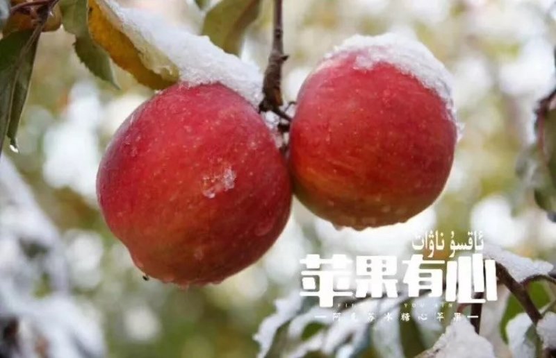 新疆阿克苏冰糖心苹果光果包邮甜苹果非丑苹果新疆