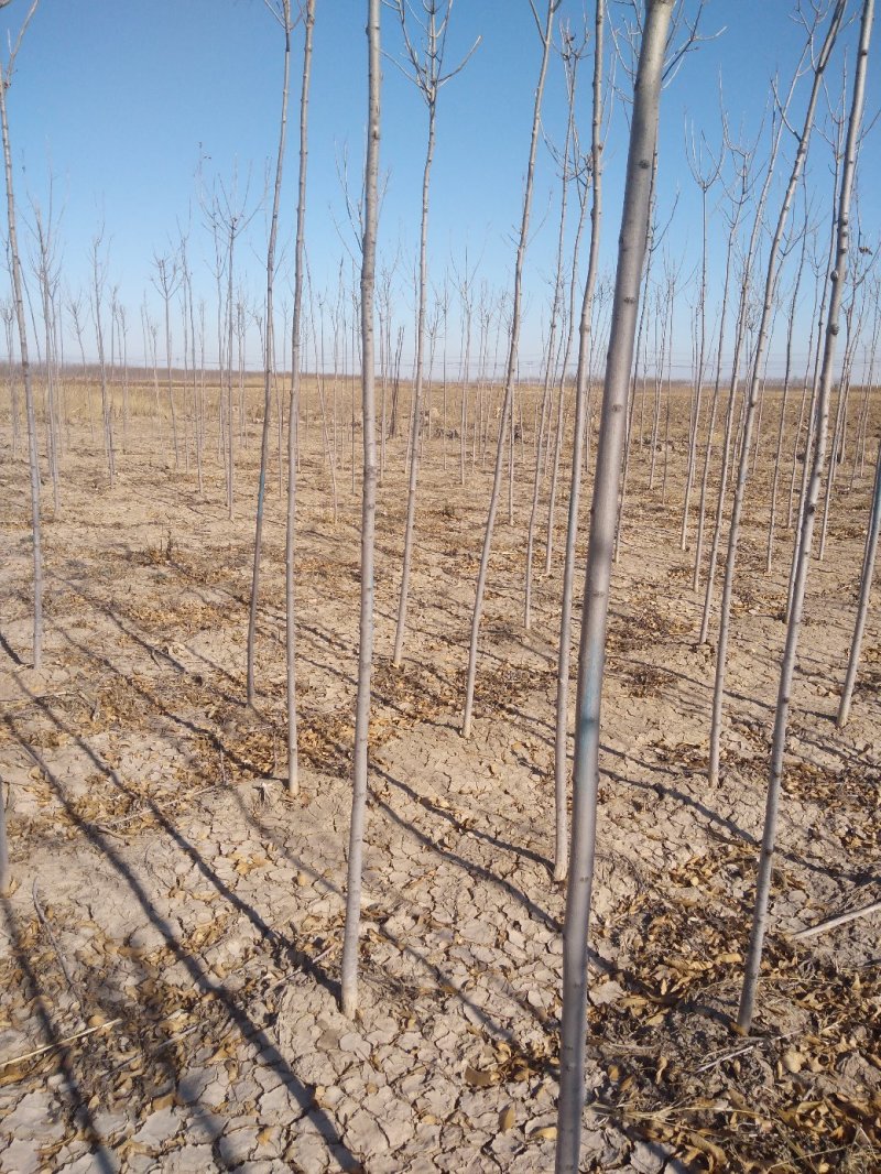2公分原生白蜡精品到七公分量大。地头装车上货快