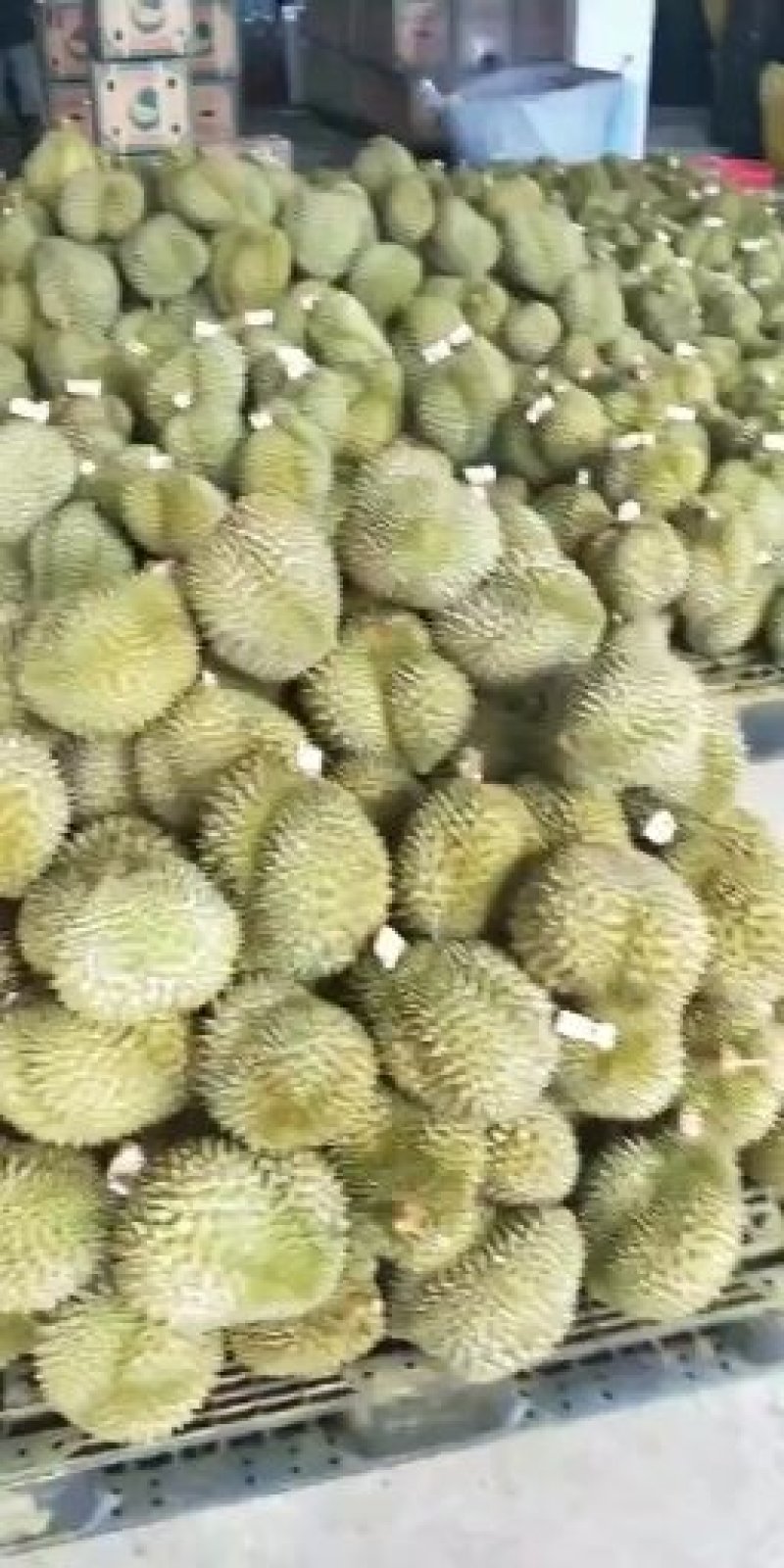 一级金枕榴莲小果单个2公斤以内
