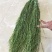 云南大理贡菜一级好货漂亮