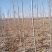 原生老白蜡1到七公分量大价低。地头装车上货快
