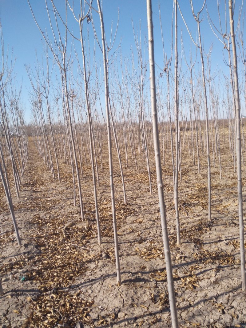 原生老白蜡1到七公分量大价低。地头装车上货快