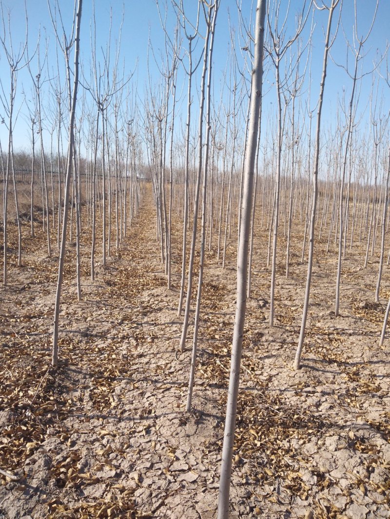 原生老白蜡1到七公分量大价低。地头装车上货快