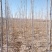 原生老白蜡1到七公分量大价低。地头装车上货快