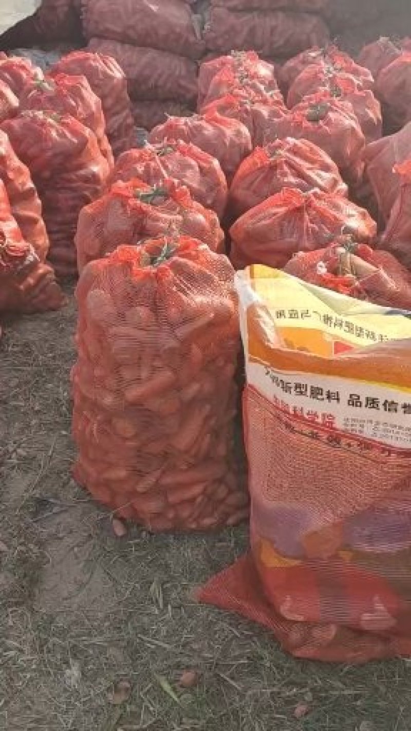 次品胡萝卜养殖用，水洗，土货，加工厂脱水厂酱菜厂全年供应