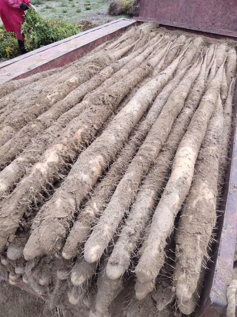 九斤黄山药，大量现货，常年都有