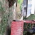 基地直销供应一米五，直径一公分左右刺竹苗