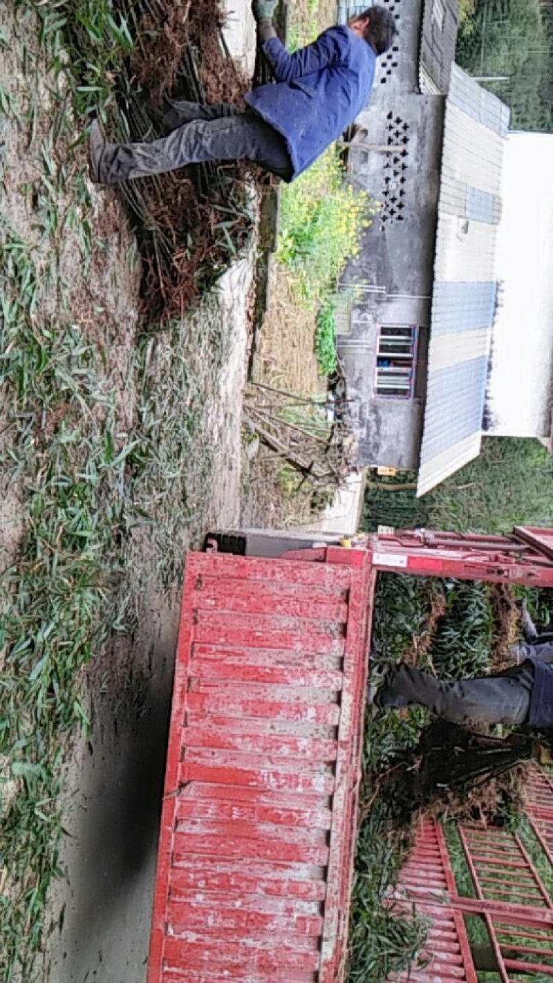 基地直销供应一米五，直径一公分左右刺竹苗