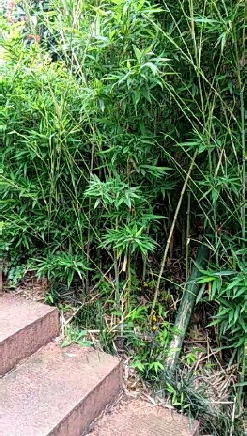 基地直销供应一米五，直径一公分左右刺竹苗