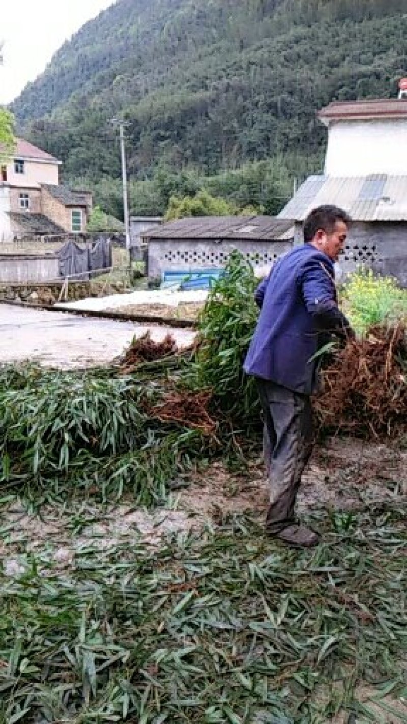 基地直销供应一米五，直径一公分左右刺竹苗