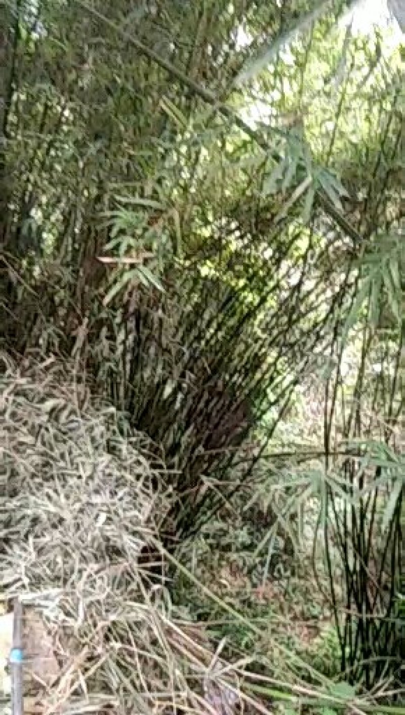 基地直销供应一米五，直径一公分左右刺竹苗