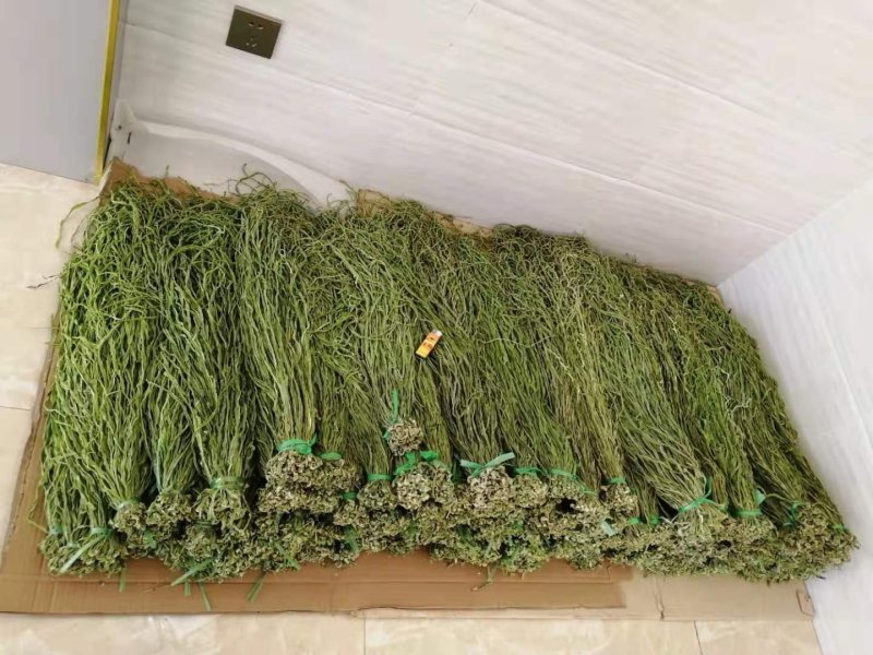 云南大理贡菜强二级漂亮
