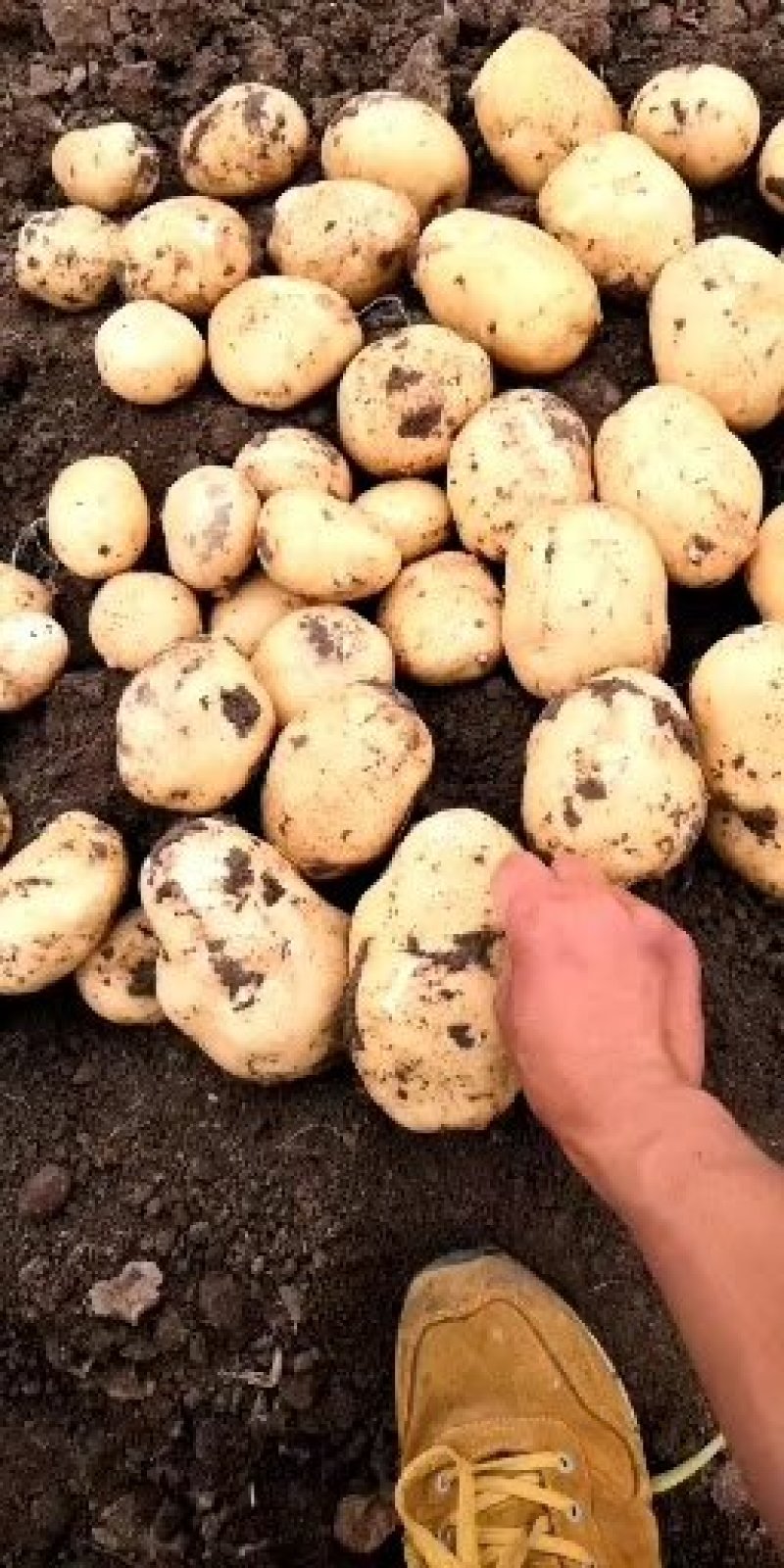 万亩土豆实验一中暑沃土荷兰大量上市，价格合理，产地直发。