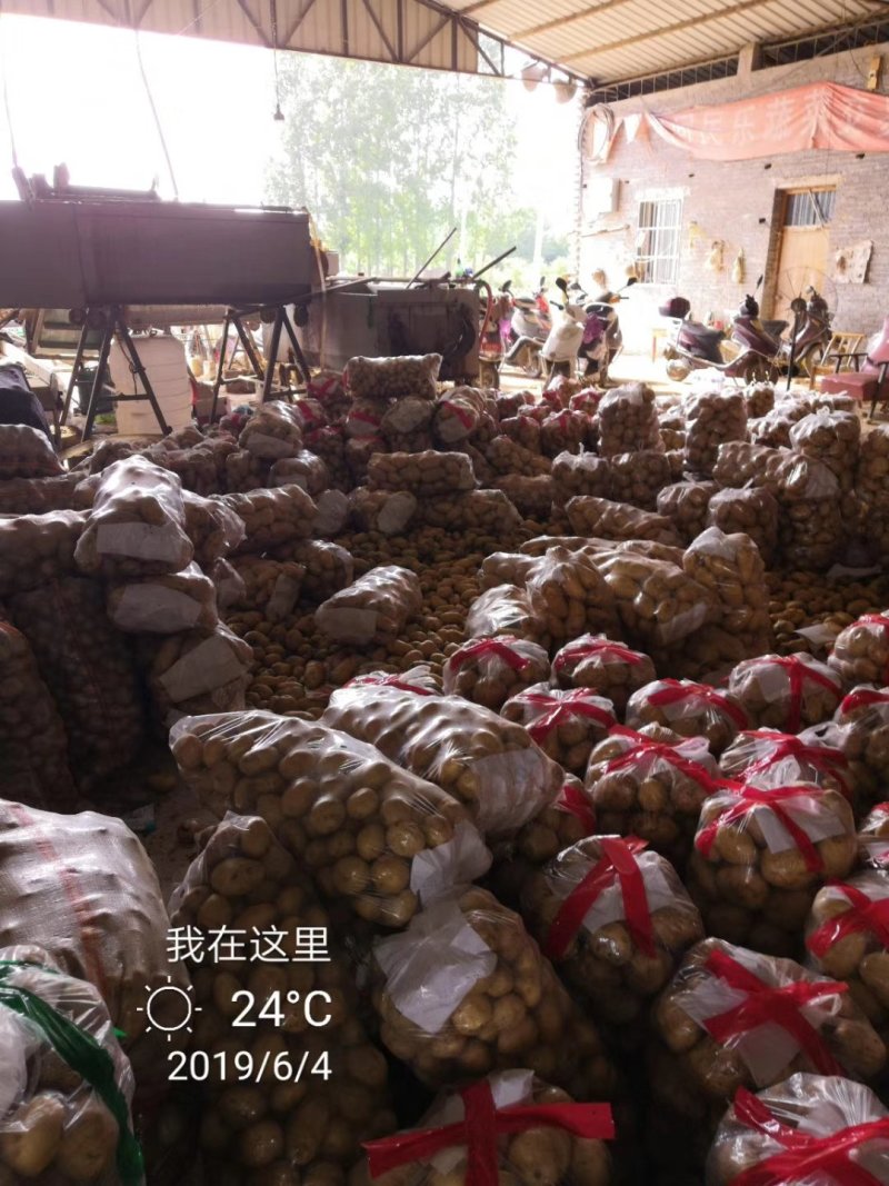 万亩土豆实验一中暑沃土荷兰大量上市，价格合理，产地直发。