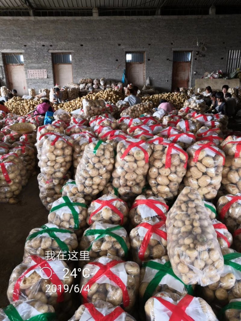 万亩土豆实验一中暑沃土荷兰大量上市，价格合理，产地直发。