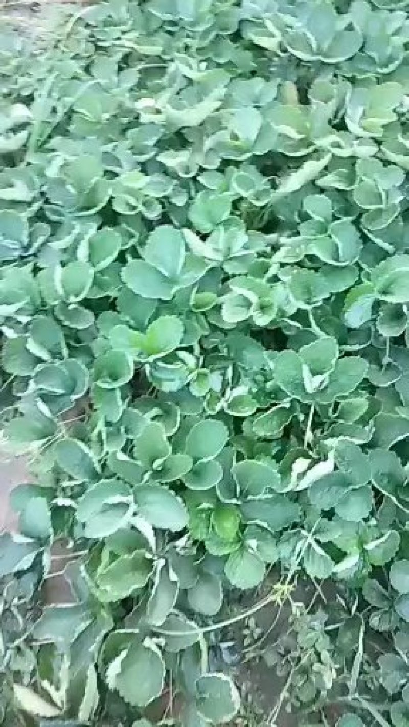 草莓苗一甜宝草霉苗，规格，10-20公分，