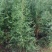2米—2.5米侧柏