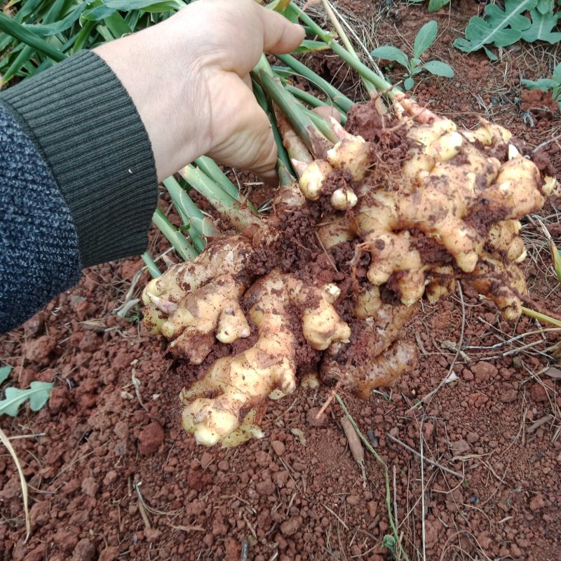 云南菜姜，姜块大供货量足，品质好价格优美