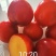 李树苗脆红李早蜜李苗早熟丰产性强易管理效益好