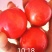 李树苗脆红李早蜜李苗早熟丰产性强易管理效益好