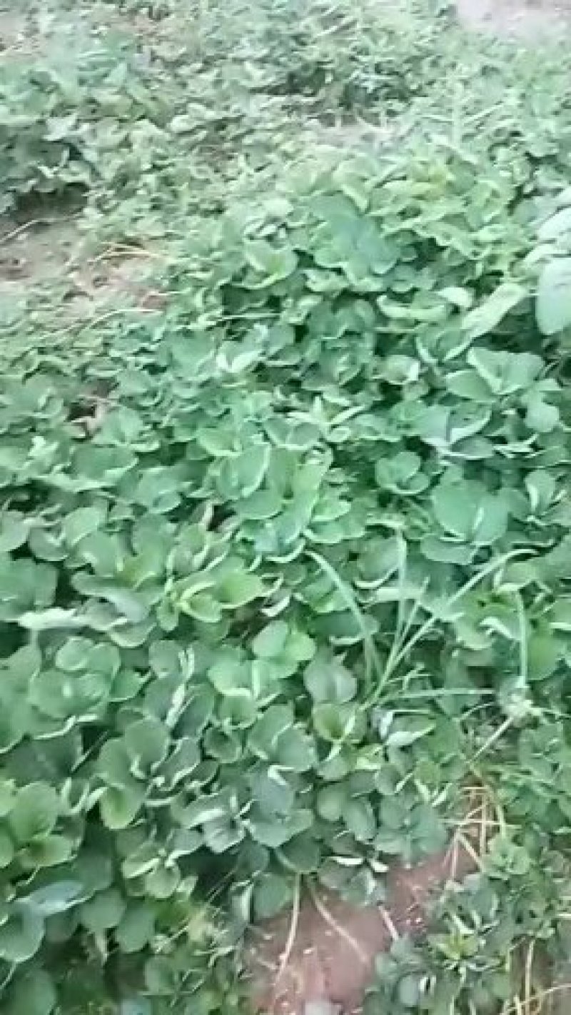 草莓苗，丰香草莓苗规格：10～20高，南北都能栽培，抗病