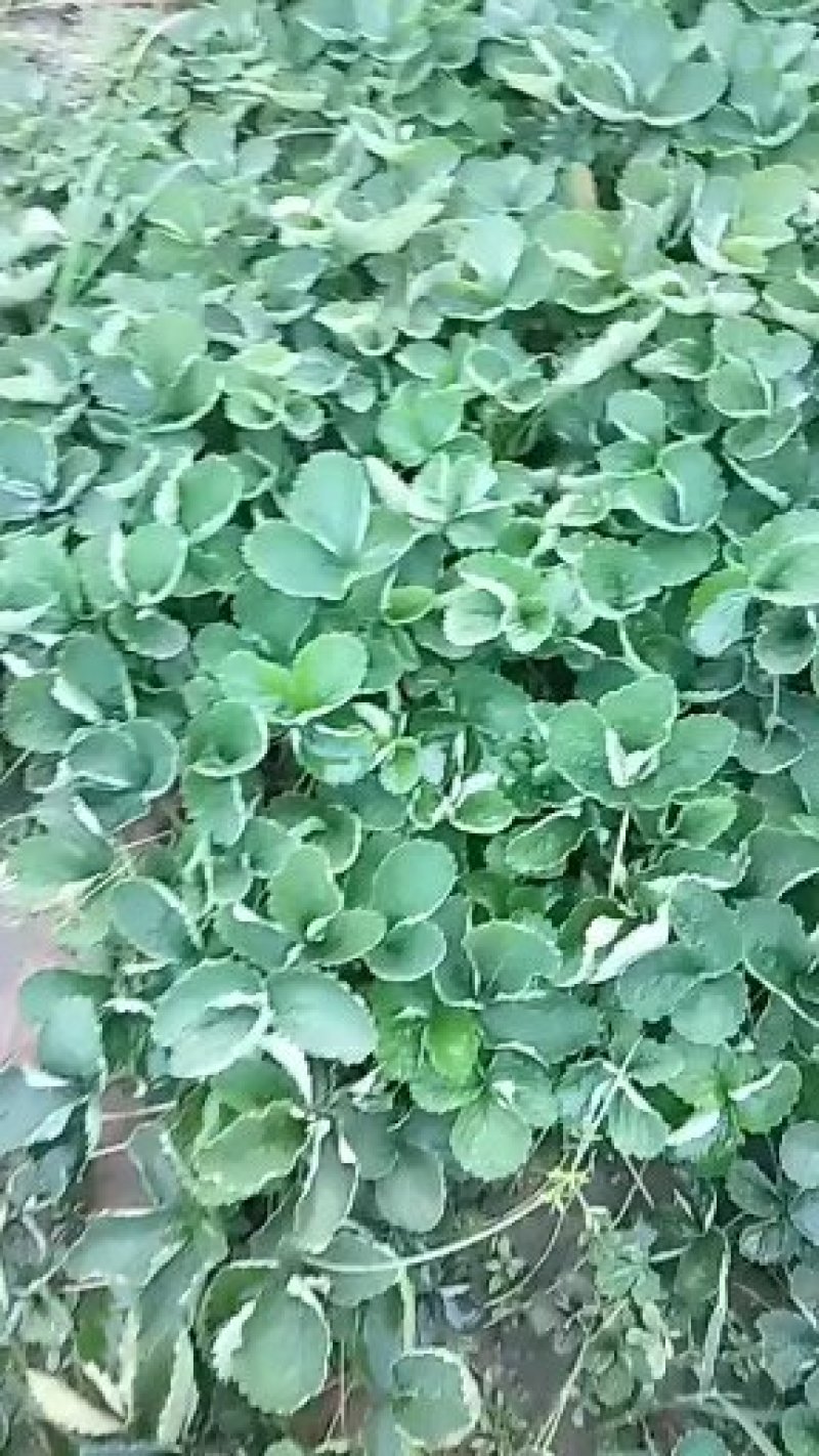 草莓苗，丰香草莓苗规格：10～20高，南北都能栽培，抗病