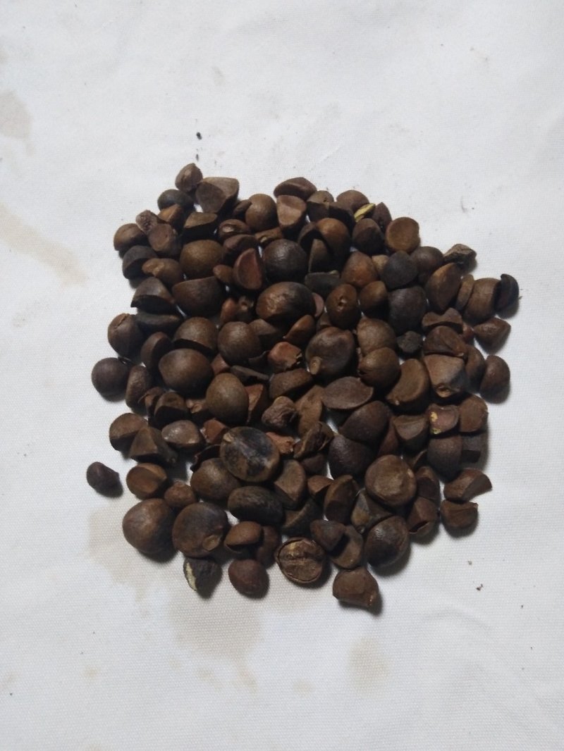 油茶籽