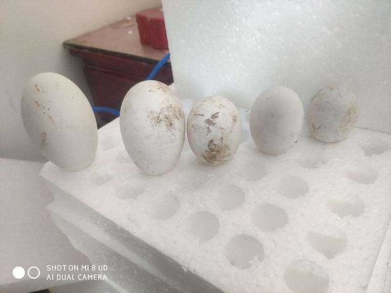自家养的新鲜鹅蛋支持线上单欢迎老板们采购以及同行们交流！
