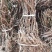 软枣猕猴桃苗基地嫁接泥猴桃苗现挖现发根系发达