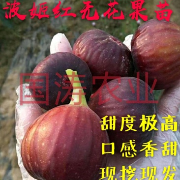 新品种波姬红无花果苗引进品种全部现挖现发包邮