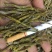 《爆胶》铁皮石斛短粗芽尖干条石斛中的精品