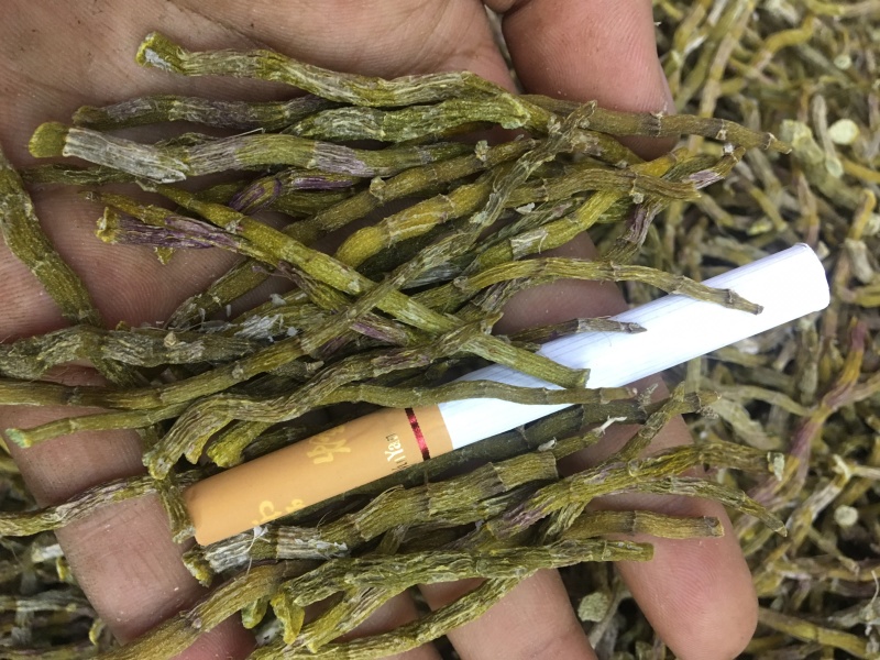《爆胶》铁皮石斛短粗芽尖干条石斛中的精品