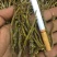 《爆胶》铁皮石斛短粗芽尖干条石斛中的精品