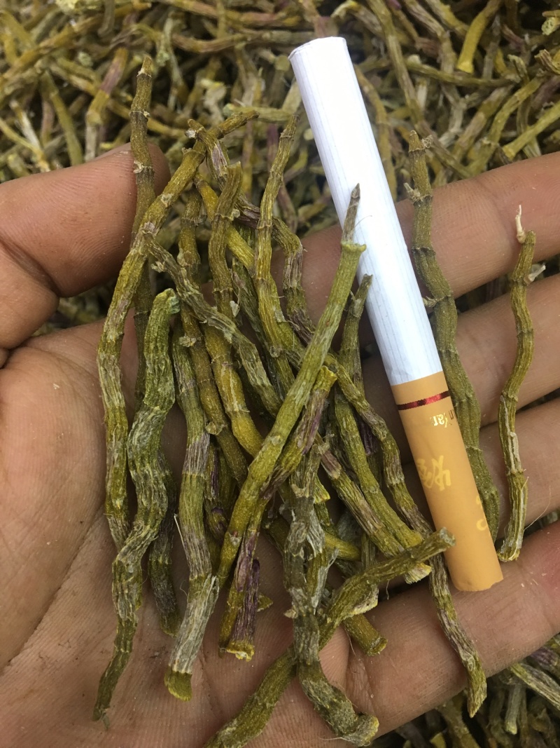 《爆胶》铁皮石斛短粗芽尖干条石斛中的精品