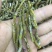 《爆胶》铁皮石斛短粗芽尖干条石斛中的精品