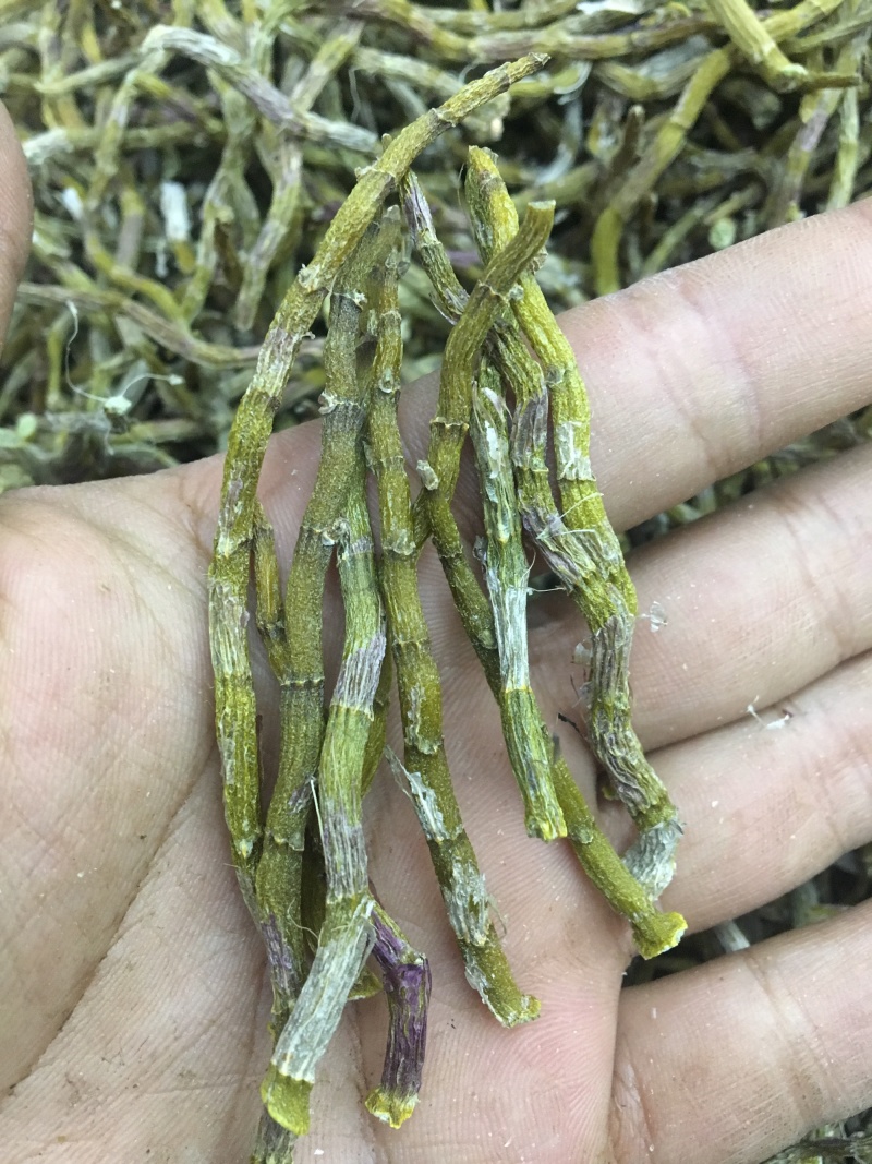 《爆胶》铁皮石斛短粗芽尖干条石斛中的精品