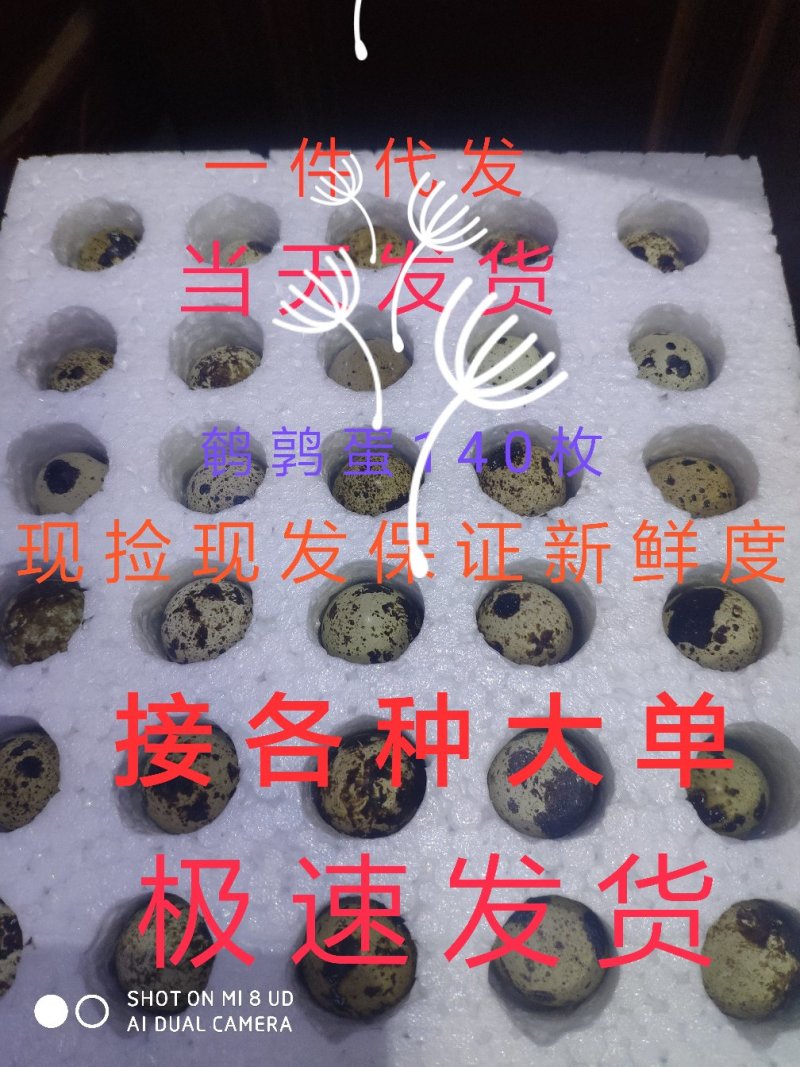 一手货源105枚鸟一件也发货鹌鹑蛋安纯俺鹑专用装保证新鲜
