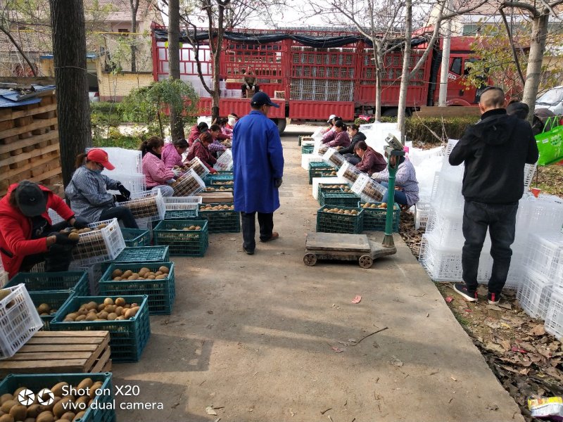 【精选】绿心猕猴桃大果精品陕西产地绿心海沃德，商品果硬度