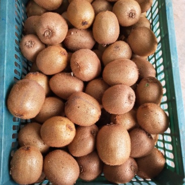 陕西绿心猕猴桃眉县海沃德大量供应质量保证精品果型好