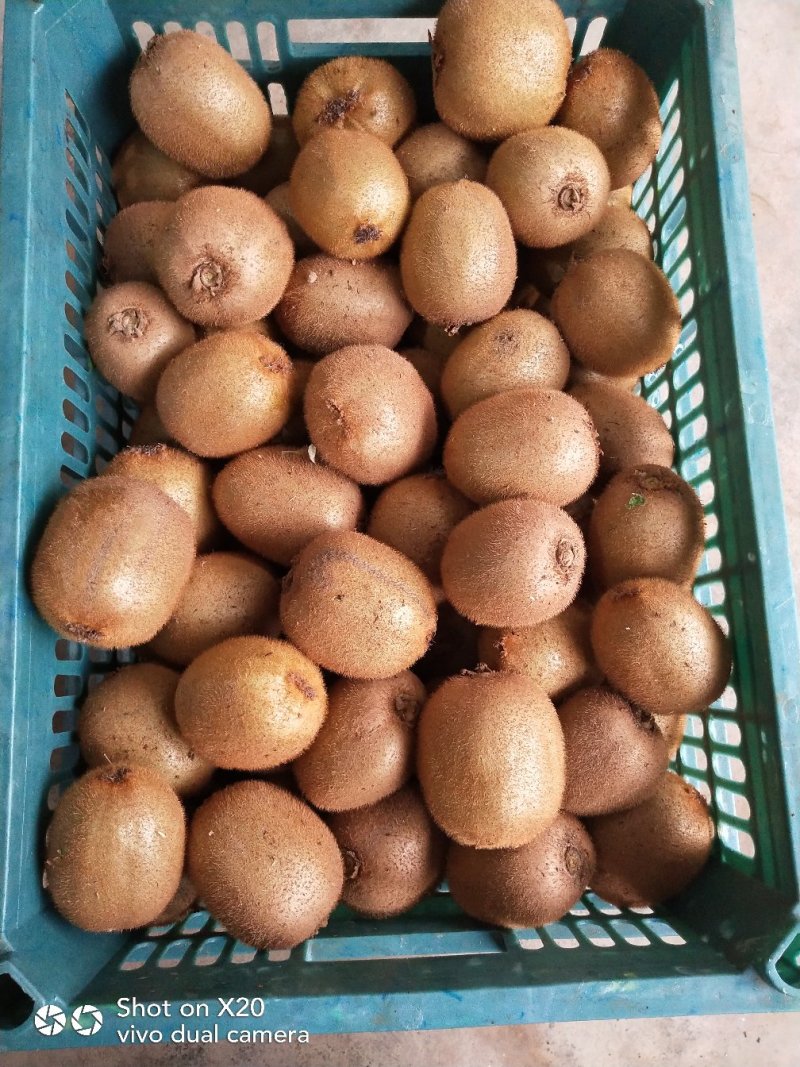 陕西绿心猕猴桃眉县海沃德大量供应质量保证精品果型好