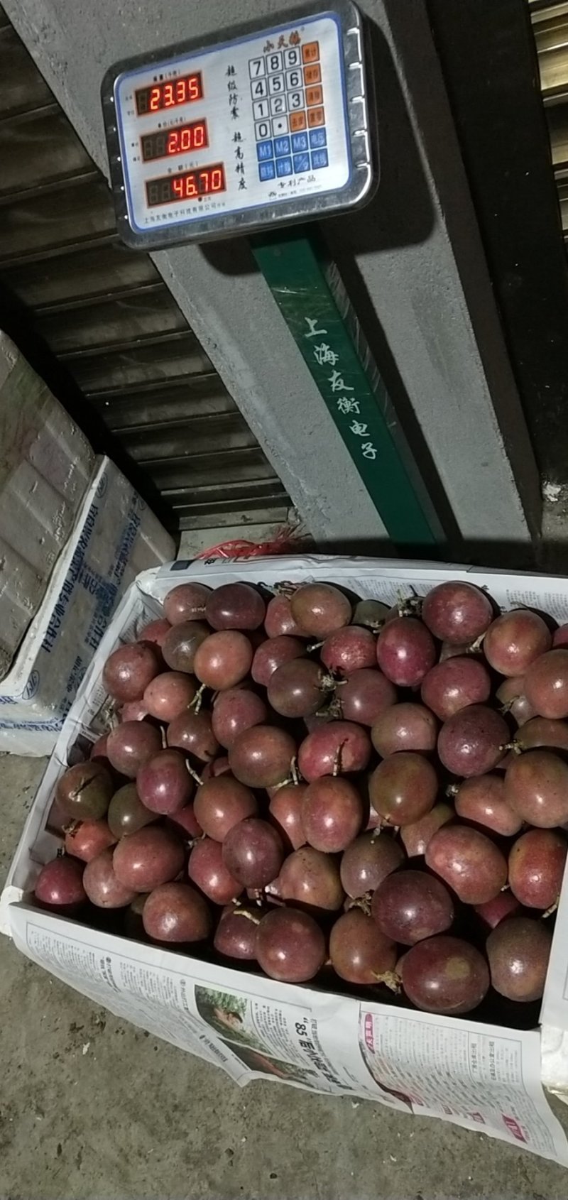 百香果苗