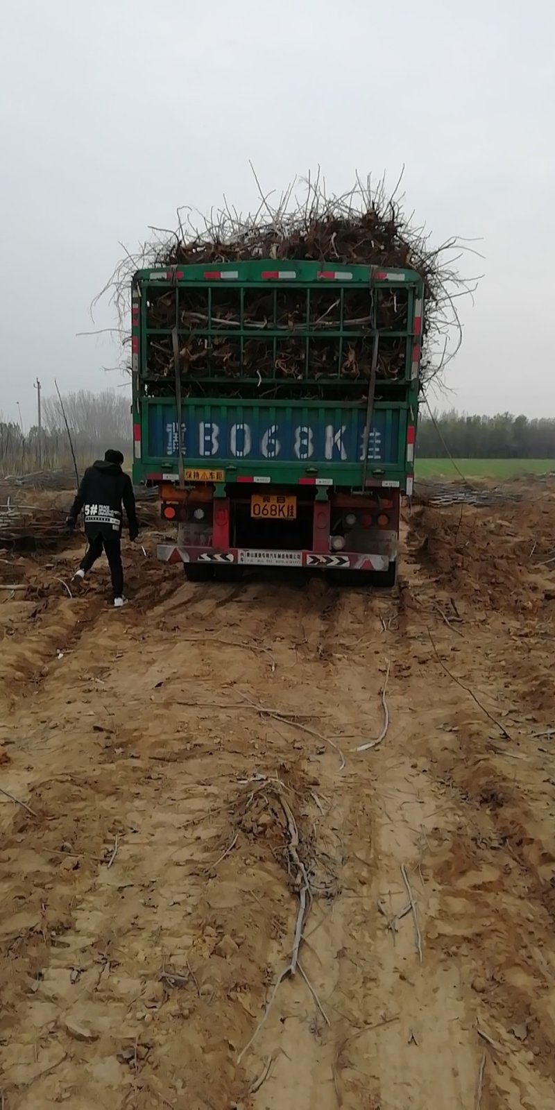 苗木种苗，核桃苗，核桃树苗，占地果树苗，工程苗。早实薄皮