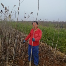 核桃苗，良种核桃苗，占地核桃树。