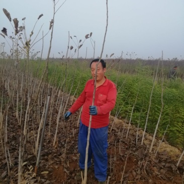 核桃苗，良种核桃苗，占地核桃树。