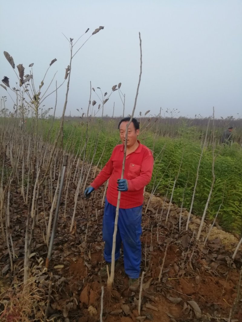 核桃苗，良种核桃苗，占地核桃树。