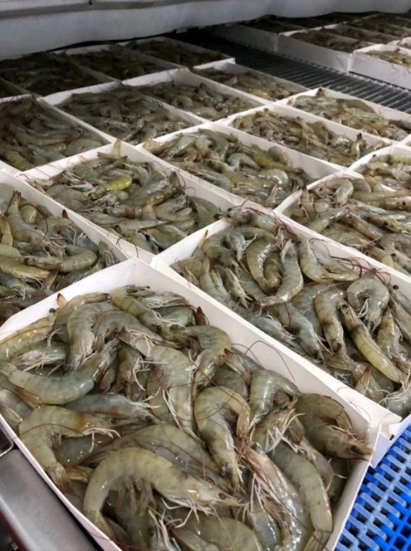 海水虾大小规格均有货鲜活发货