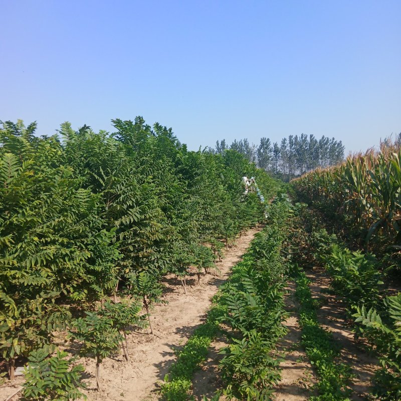 黑油椿树苗大量供应，有另有椿树子，开始出售有要的联系