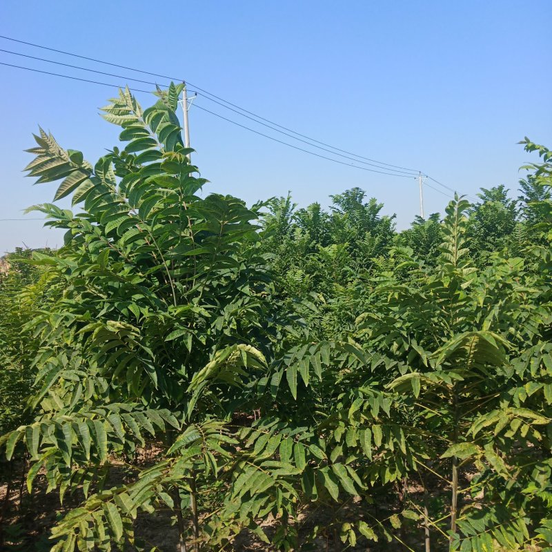 黑油椿树苗大量供应，有另有椿树子，开始出售有要的联系